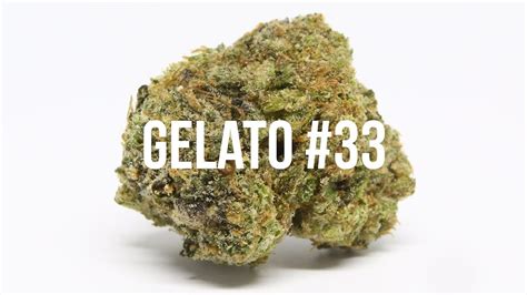 Gelato 33 Strain Review .